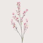 Tweedia Beauty H120