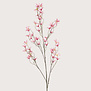 Tweedia Beauty H120