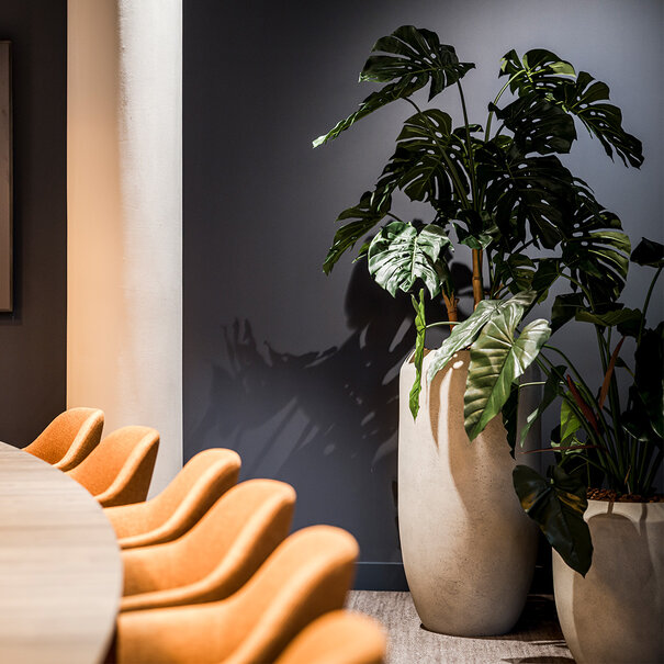 Philodendron Deluxe Green H120 D59