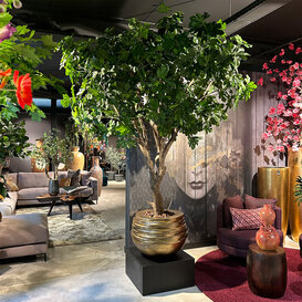 Vijgenboom Groen H250 D200