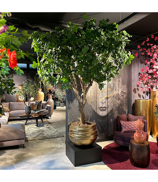 Fig Tree Green H250 D200