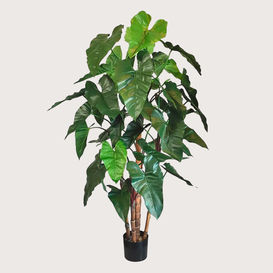 Philodendron Deluxe Green H170 D80