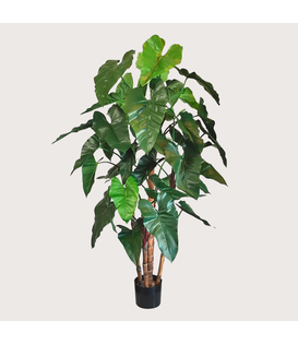 Philodendron Deluxe Green H170 D80