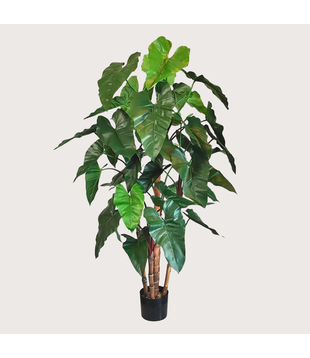 Philodendron Deluxe Green H170 D80