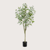 Eucalyptus Tree H150 D65