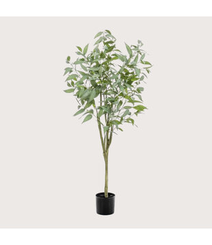Eucalyptus Tree H150 D65