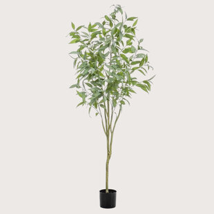 Eucalyptusboom H195 D75