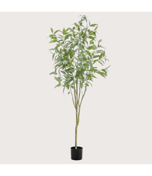 Eucalyptus Tree H195 D75