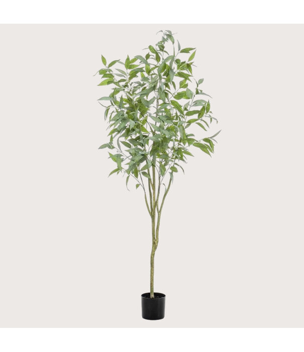 Eucalyptus Tree H195 D75