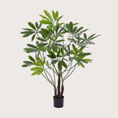 Philodendron Fun Bun H145 D100