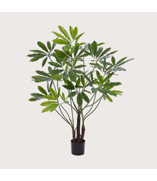 Philodendron Fun Bun H145 D100