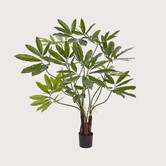Philodendron Fun Bun H100 D90