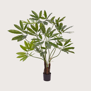 Philodendron Fun Bun H100 D90