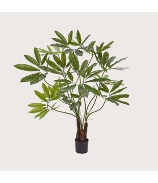 Philodendron Fun Bun H100 D90