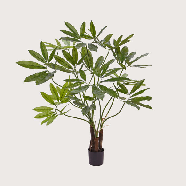 Philodendron Fun Bun H100 D90
