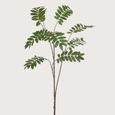 Mahonia Tak Groen H150