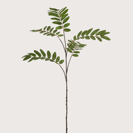 Mahonia Tak Groen H105
