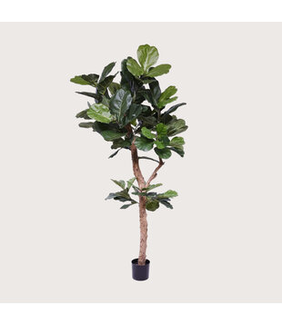 Ficus Lyrata Deluxe Groen H210 D100