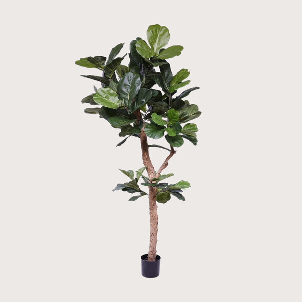Ficus Lyrata Deluxe Groen H210 D100
