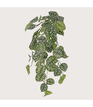 Scindapsus hanging plant UV resistant H72