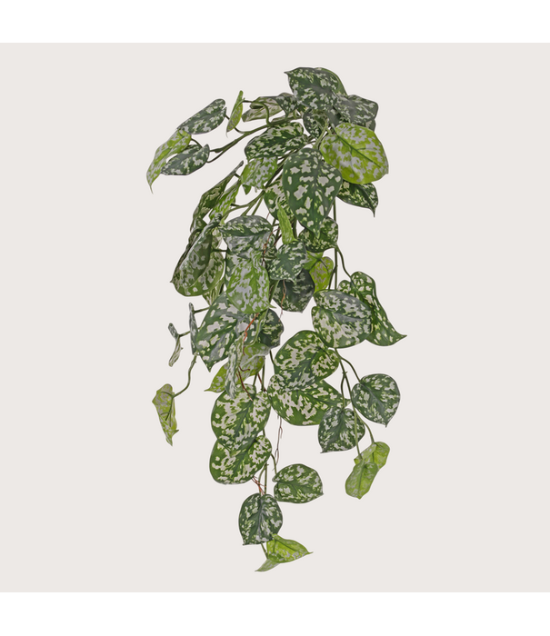 Scindapsus hanging plant UV resistant H72