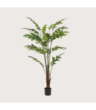 Fishtail Palm H125 D90