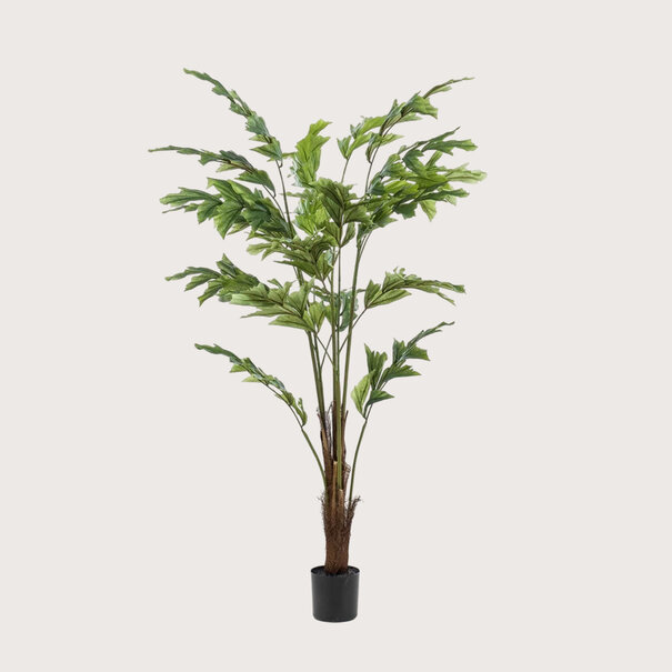 Fishtail Palm H125