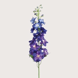 Delphinium Dark Blue H95