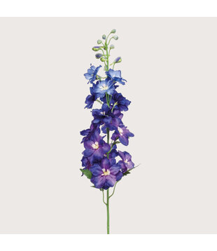 Delphinium Donkerblauw H95