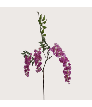 Wisteria H103 Lavender