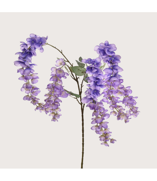 Wisteria H110 Lavendel