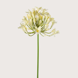 Agapanthus Tak Creme H75