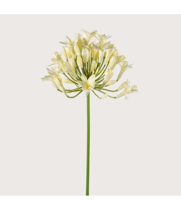 Agapanthus Branch Cream H75