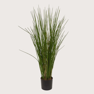 Grass UV H80 D35