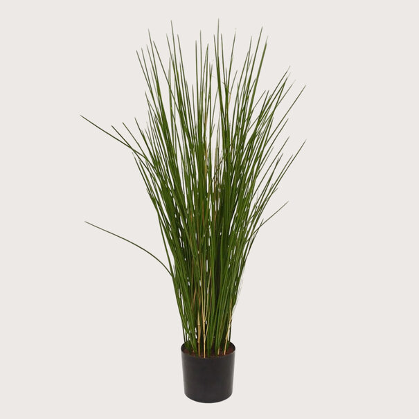 Gras UV H80 D35