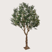Olive tree XL On Plate H300 D200