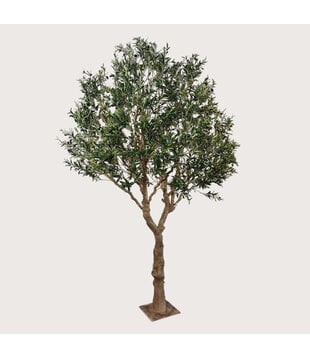 Olive tree XL On Plate H300 D200