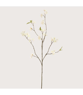 Bloesem Tak Crème H120