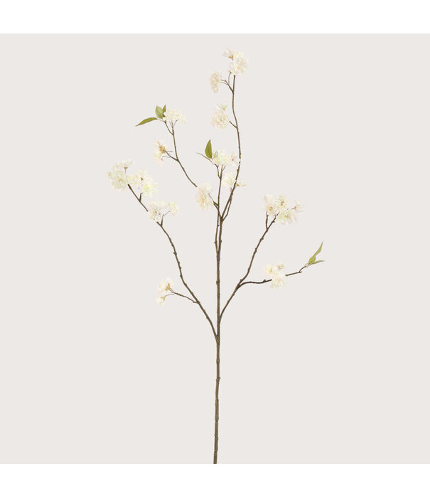 Bloesem Tak Crème H120