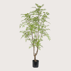 Nandina H180 D90