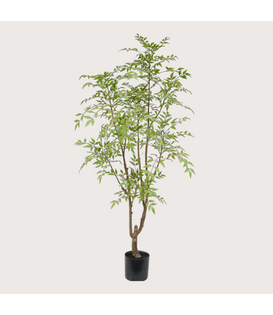 Nandina H180 D90