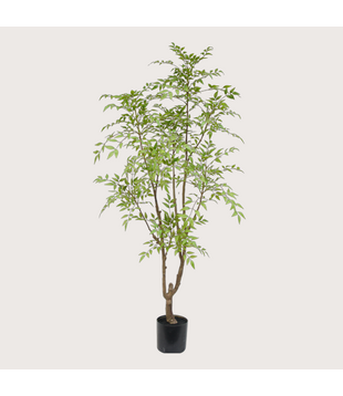 Nandina H180 D90