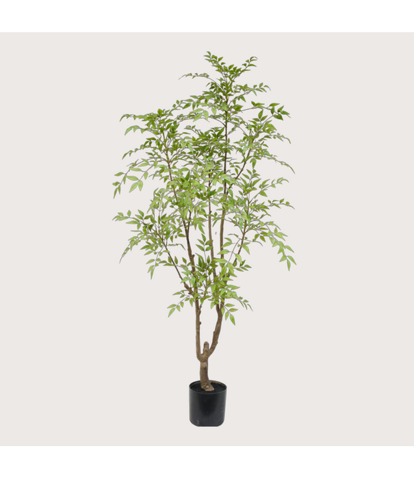 Nandina H180 D90