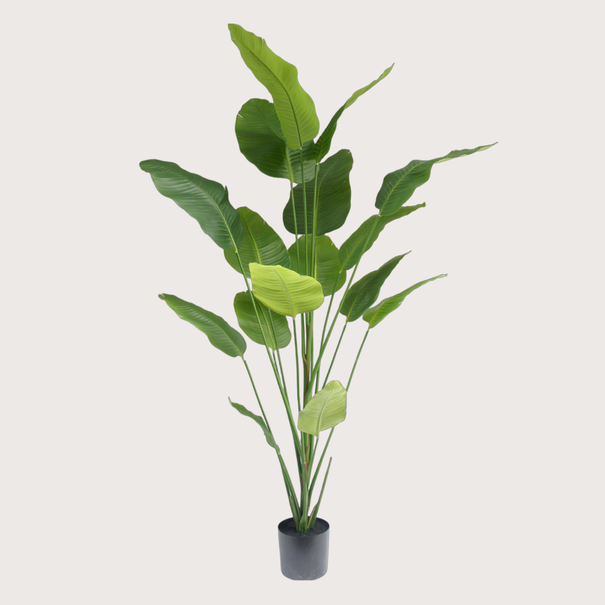 Strelitzia Nicolai H210 D130