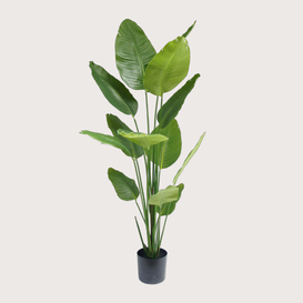 Strelitzia H180 D120