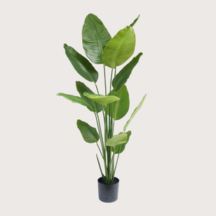 Strelitzia Nicolai H180 D120