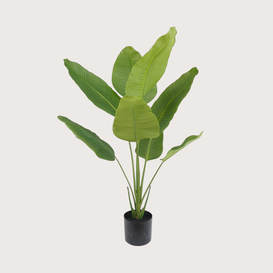Strelitzia H120
