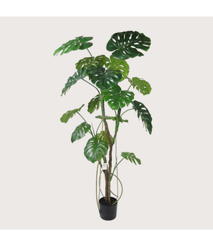 Monstera H180 D100