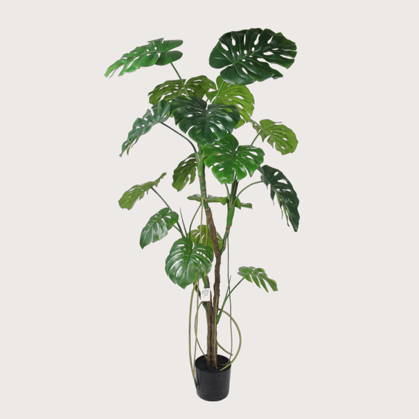 Monstera H180 D100
