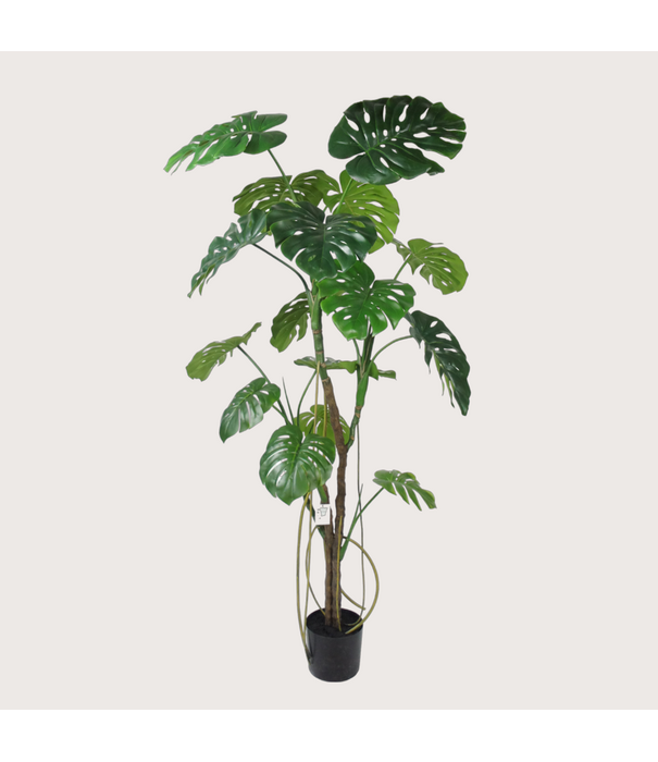 Monstera H180 D100
